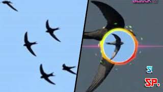 Download lagu SP. KUNCI SUKSES LINTASAN !!! RESPON MANTAP !!! mp3 Download lagu SP. KUNCI SUKSES LINTASAN !!! RESPON MANTAP !!! mp3