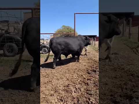 Impressive Power of a Black Bull | Biggest bull  #Animals#Bull#Farm#Shorts
