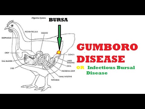 GUMBORO DISEASE