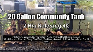 Relaxing Aquarium Community Fish Tank, Sleep, Meditation, therapy 2hrs - 4K