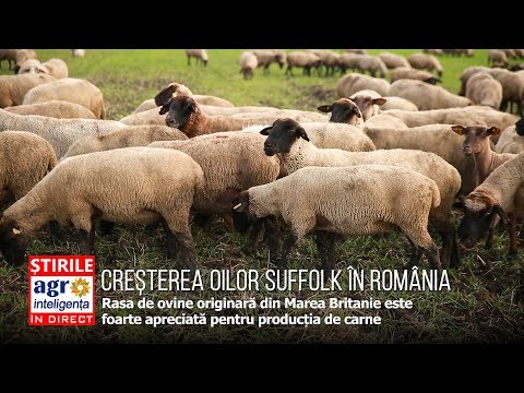 , title : 'Creșterea oilor Suffolk în România'