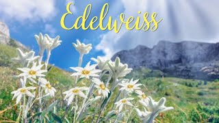 The Sound of Music | Edelweiss (Lyrics)