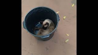 olha o que o Gaspar faz primeiro as folhas depois o balde