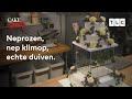 Duiven vangen voor een taart?!