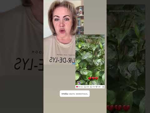 Экологическое ЧП в Туапсе, необходимо спасать животных