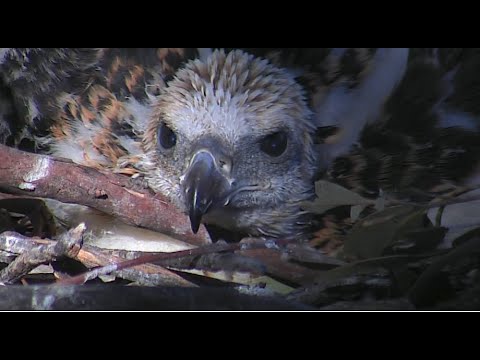 WBSE ~ Beautiful Closeups Of SE27 & SE28 At 5 Weeks Old! 😊💕 9.6.21