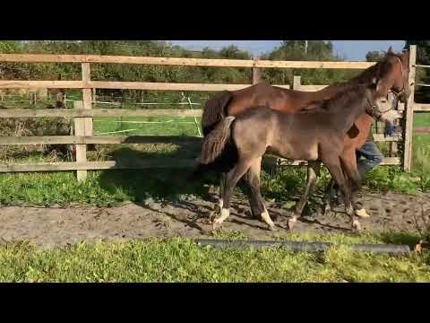 Colt foal by Avalon Outcast - Image 2