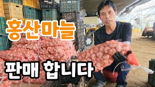 홍산마늘 주문 받아요 첫번째 댓글에 주문서