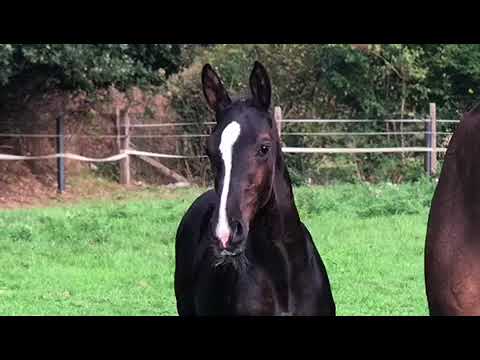 Stallion foal by Secret (Sezuan) FOR SALE!