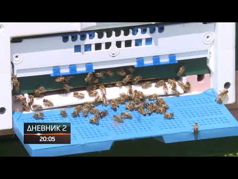 Sakupljanje pčelinjeg otrova, opasan ali i unosan posao