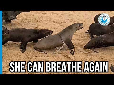 The Moment the Rope Snapped — and She Relaxed