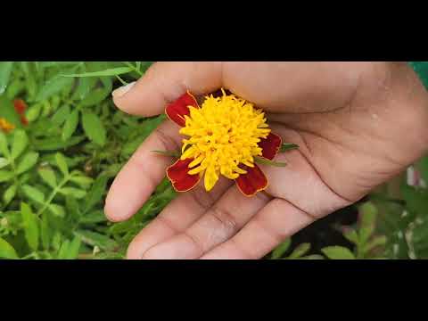 Look, Flowers!🌹🌼🌻