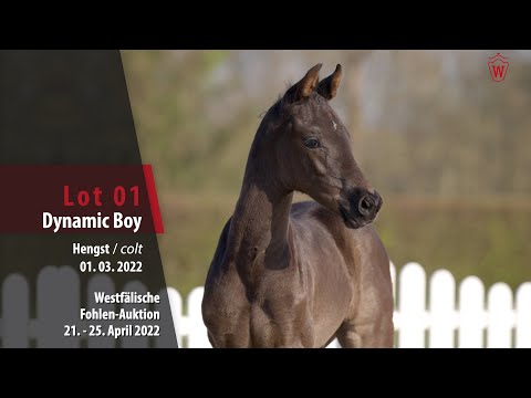 Fohlen-Auktion Lot 1 Dynamic Boy Hengst v. Dynamic Dream - Zack