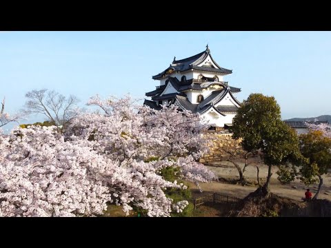 春、彦根城 | Hikone Castle in Spring