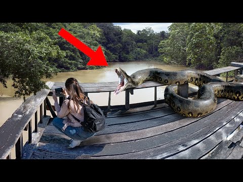 Top 5 Most Dangerous Attacks in the Amazon Jungle (Part 2)