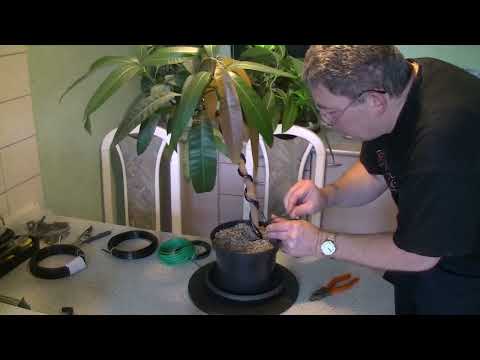 INDOR Bonsai MANGO ( 2022 - 15 )