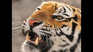 Download lagu Chinese Movies 2021   New Kung Fu Chinese Martial Arts Movies 2021 English Subtitles mp3