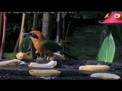 Panama Fruit Feeder Close-ups: Euphonias, Dusky-Faced Tanager, & a Rufous Motmot | June 8, 2023