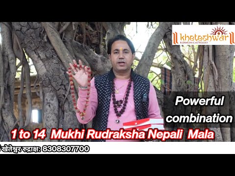 1 to 14 Mukhi Rudraksha Mala Powerful Combination Of Rudraksha | Natural Nepali Rudraksha |