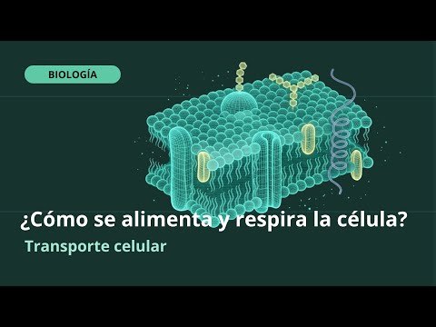 Haz clic para reproducir el video