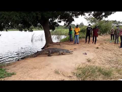 Ave crocodile resort