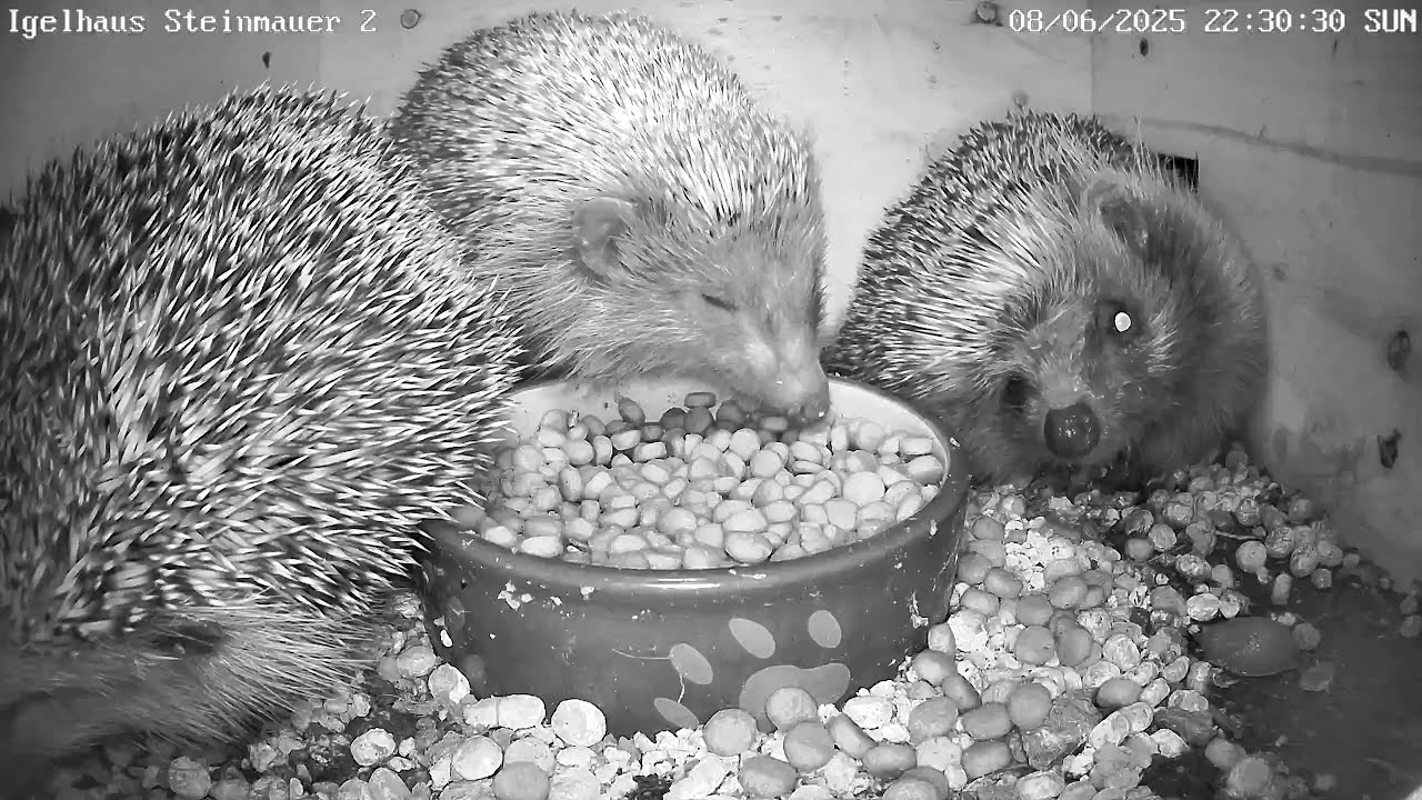Fullhouse im Igelhaus - Igel mit Schnecke im Gesicht! | 09.06.2025