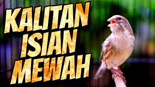 Download lagu KENARI KALITAN ISIAN MEWAH - MASTERAN KENARI ISIAN BLACKTHROAT GACOR MUDAH DITIRU #04 mp3 Download lagu KENARI KALITAN ISIAN MEWAH - MASTERAN KENARI ISIAN BLACKTHROAT GACOR MUDAH DITIRU #04 mp3