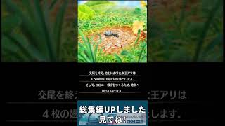 アリの巣コロニーOP！ #shorts  #ゲーム実況 #アリの巣コロニー #はりぼて #はりぼてTimes