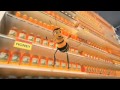 Bee Movie Trailer HD