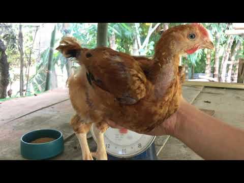 , title : 'Raising a Hubbard Sasso Chicken - Growth Time lapse'