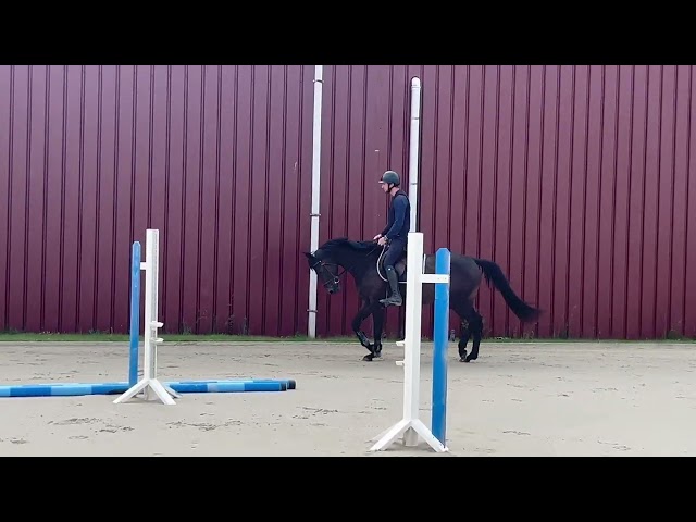 Magnifique, Jument, 8 ans, +-1m64, bwp