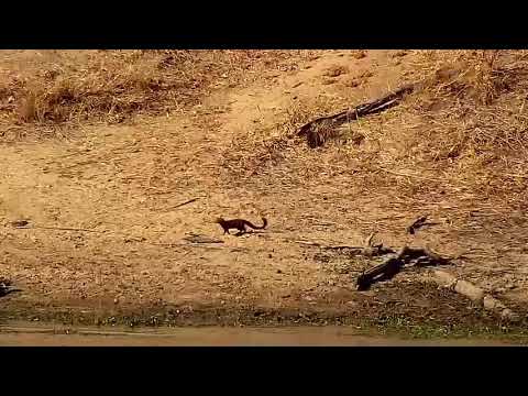 Djuma: Slender Mongoose drinking - 02:34 - 08/08/21