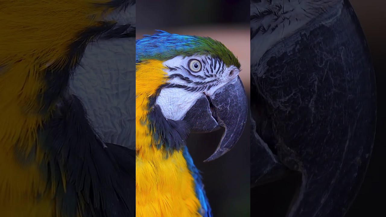 BEST WILD ANIMALS 4K HDR Dolby Vision | 4K Video ULTRA HD 120fps #animals #4kvideo #wildanimals