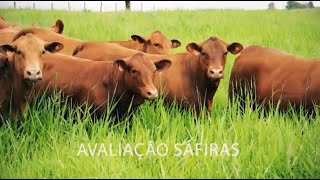 Miniatura do vídeo