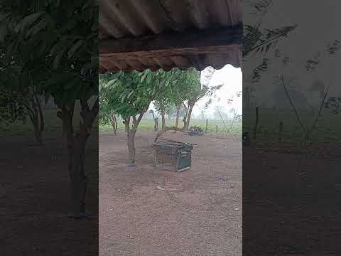 começou o período das águas aqui pra nós em CURVELÂNDIA mato grosso