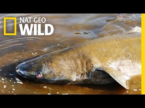 Moose vs. Greenland Shark? | Blitzkrieg Sharks