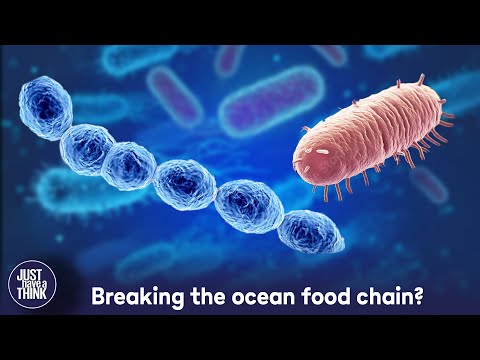 Have scientists got ocean carbon all wrong?