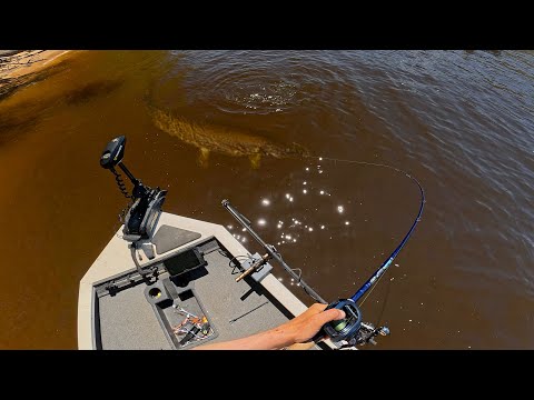 I've Never Seen So Many GIANT Pike!