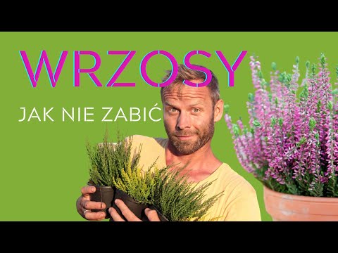 WRZOSY jak je pielęgnować ?...porady ogrodnika i producenta