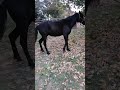 Cavalla nera per principianti