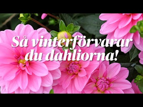 Dahlior – så vinterförvarar du knölarna