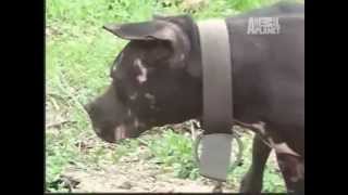 Pit Bulls - Brigas de cães