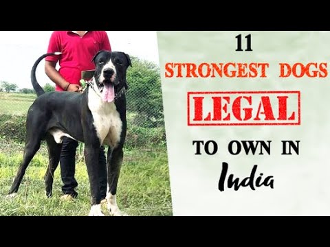 Dog Health Education Video