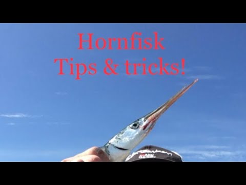Hornfisk. Tips & Tricks!