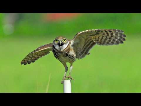 The EVIL GROUND OWL | Louder With Crowder