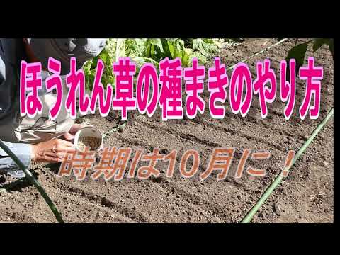 家庭菜園でヒヨドリ対策に効果的なネットは？冬野菜の冬菜に張った！ | ゆうがの楽々家庭菜園　