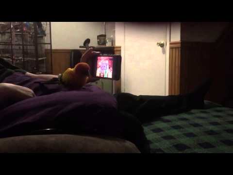 Sun conure loves Will Ferrell Dog Show sketch