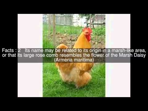 , title : 'Marsh Daisy chicken Top  #6 Facts'