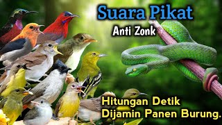 Download lagu Suara Pikat Burung Kecil Paling Ampuh ‼️ Terbukti Anti Zonk. mp3