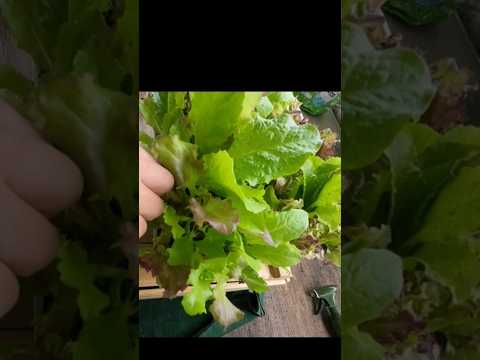 健康で豊かな収穫のために、春レタスをいつ、どのように播種すればよいでしょうか?  庭園